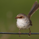 A female fairy-wren on a wire